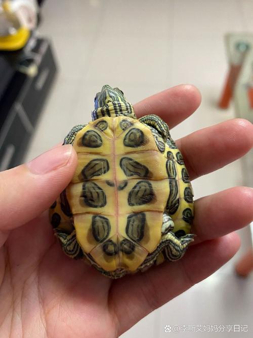 星点花纹，健康饲养（乌龟龟壳有斑点的图片）