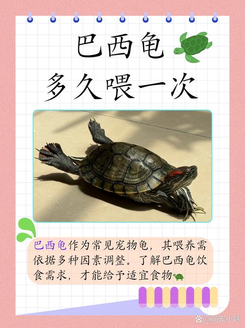 东锦龟巴西龟混养看体型性格（东锦龟和巴西龟可以一起养吗）