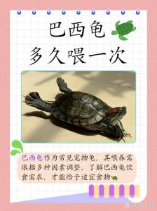 龟喂食频率与技巧（乌龟多久喂一次）