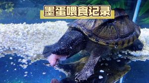 墨西哥蛋龟好养吗？科学饲养要点（墨西哥蛋龟饲养）