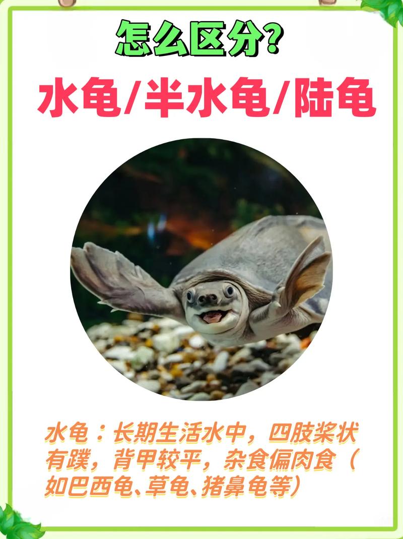 巴西红耳龟真鳄龟等水龟种类多，性格温和或凶猛，适合不同喜好者饲养，正成为受欢迎的宠物（水龟图片有哪些品种）