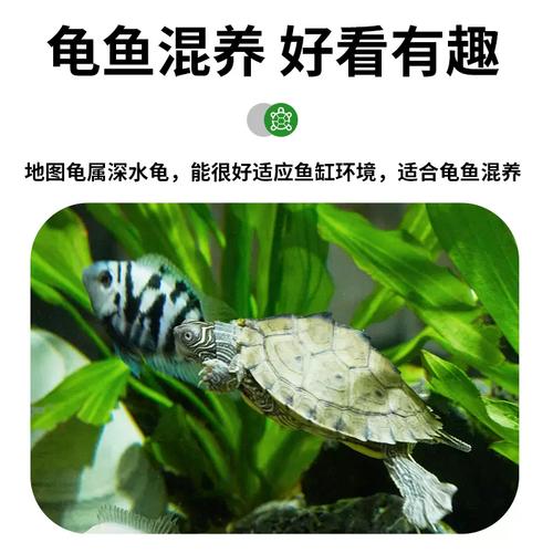 地图龟火焰龟能一起养吗？（地图龟和火焰龟能一起养吗）