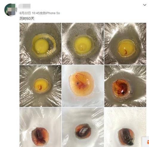 自然与人工方法解析（乌龟蛋孵化全过程步骤图解）