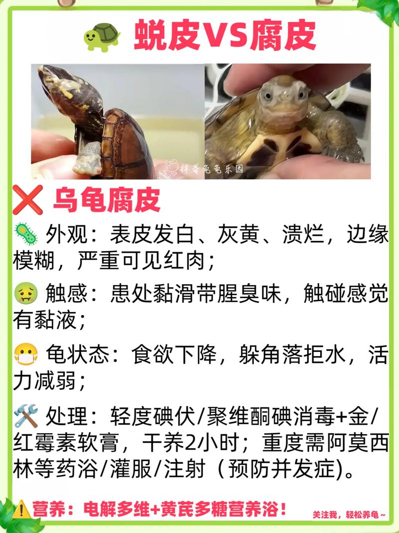 龟壳变厚开裂要当心，正常换壳无需慌（乌龟换壳和烂甲区别图片）