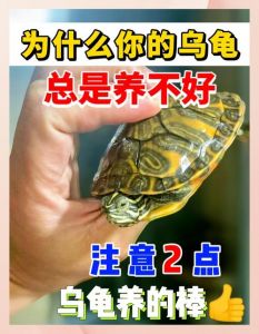 家中乌龟闯入，吉祥象征？（家里跑来一只乌龟是什么征兆）