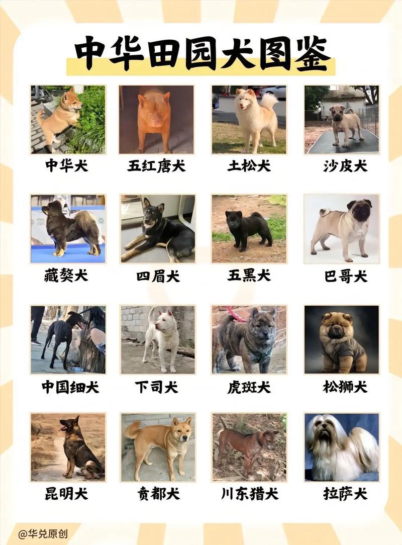 狗狗品种多样，聪明温顺各有千秋，给你带来陪伴与欢乐（宠物狗有哪些品种照片）