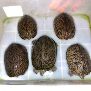 名贵宠物龟种类多价格高，但需关注保护（名贵的宠物龟）