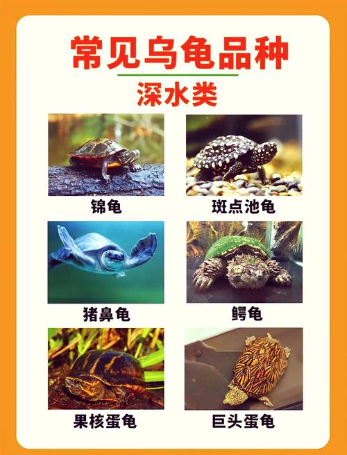 麝香龟剃刀龟小鳄龟黄喉龟（深水互动性好的龟）