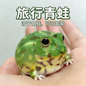 可爱宠物，饲养需注意（角蛙宠物）