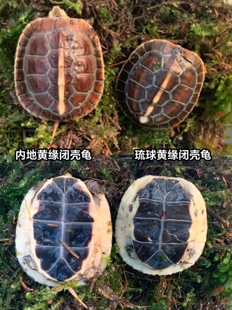 黄缘闭壳龟哪个适合你？（安缘闭壳龟和黄缘闭壳龟哪个好）