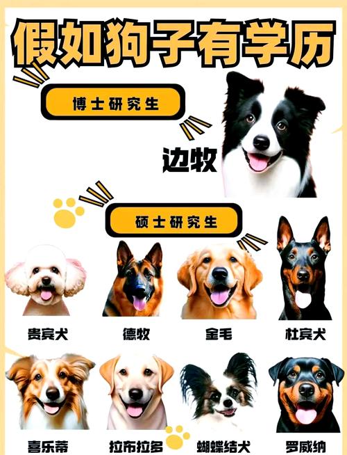 边境牧羊犬最聪明，爱它们才是最重要的！（十大宠物狗智商排名）