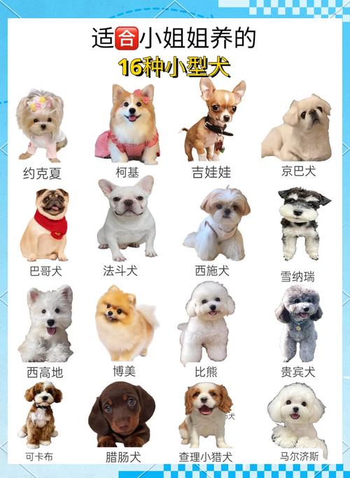 200多种狗狗的品种与文化（宠物犬品种大全图片）