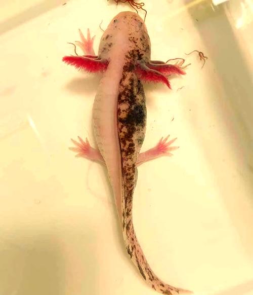 黑色猫非一种猫，粉色蝾螈有特色品种（宠物蝾螈是什么品种）