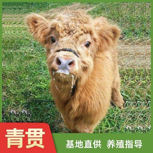牛做宠物？安格斯门塔尔高地牛，选哪个？（宠物牛的品种）