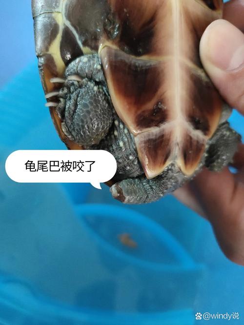 龟咬架怎么办？看这6招防攻击！（乌龟攻击性强咬别的龟怎么办）