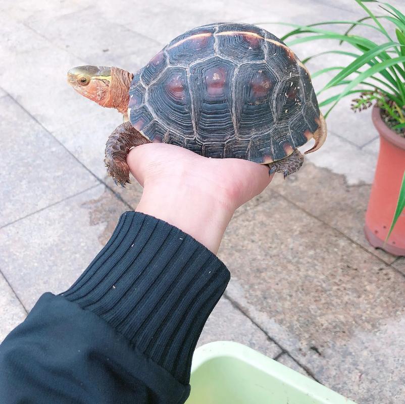 保护与养殖的风险（云南哪里有黄缘闭壳龟）