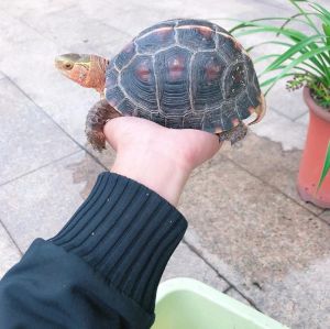 保护与养殖的风险（云南哪里有黄缘闭壳龟）