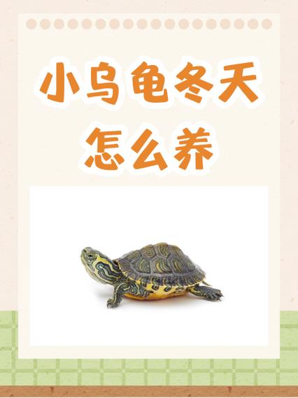乌龟冬眠巧照料，温质食光要记牢（冬季如何养好乌龟）