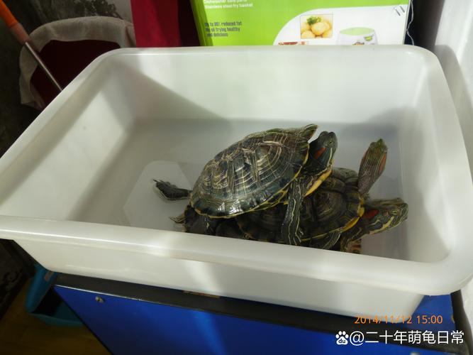 庭院养龟少喂食，健康风险需注意（家里散养的乌龟为什么不用喂食）