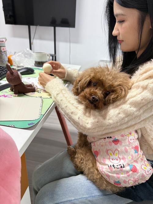 宠物险宣传遭骂，底线何在？（宠物犬p图女性）