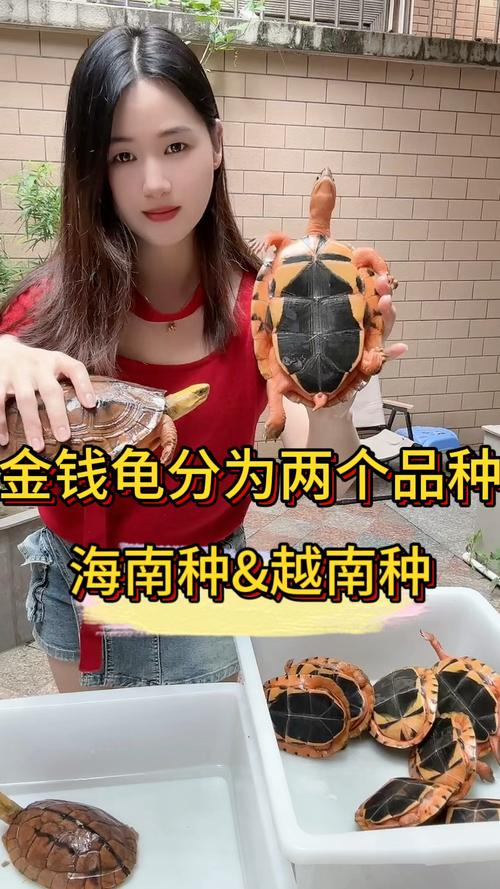 海南金钱龟贵 越南金钱龟平价 选龟要理性（海南金钱龟和越南金钱龟哪个值钱）