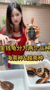 海南金钱龟贵 越南金钱龟平价 选龟要理性（海南金钱龟和越南金钱龟哪个值钱）