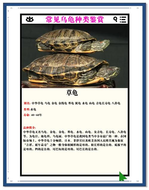 乌龟种类多，好养又长寿，适合当宠物（乌龟的品种有哪些图片）