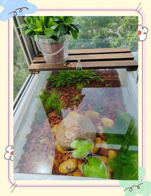 水陆分区巧布置，晒台过滤不能少（鱼缸养龟怎么布置）
