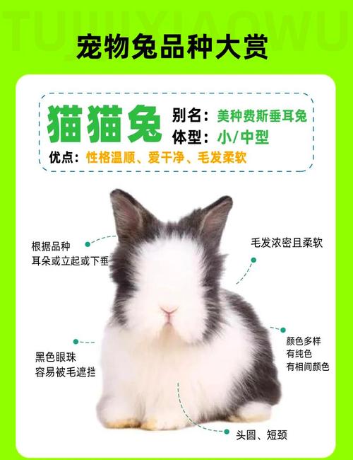 垂耳侏儒安哥拉等（宠物兔的品种与图片）