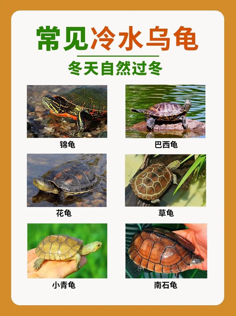 温度湿度，安全过冬（冬天养乌龟有哪几种办法）
