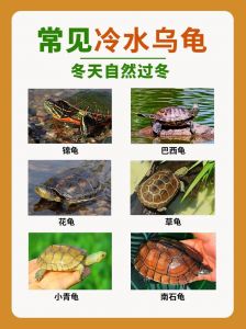 温度湿度，安全过冬（冬天养乌龟有哪几种办法）