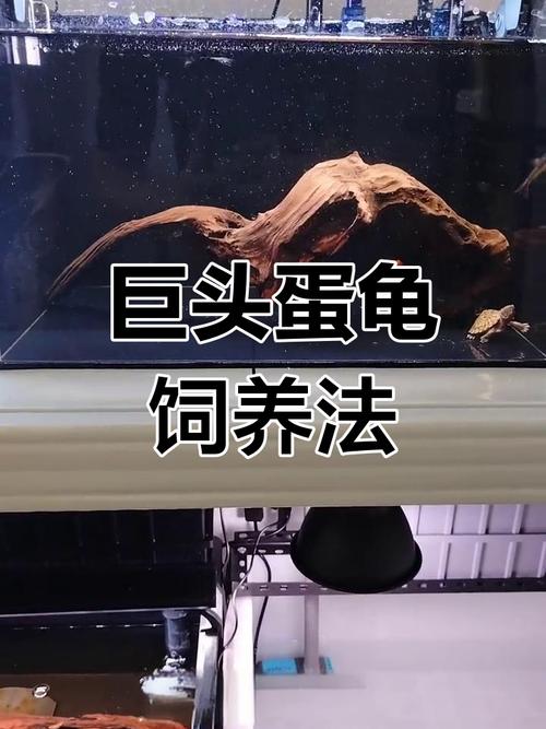 习性环境与繁殖（巨头蛋龟饲养）