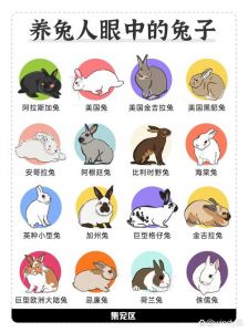 垂耳狮子侏儒等受欢迎品种（宠物兔的品种及图片）