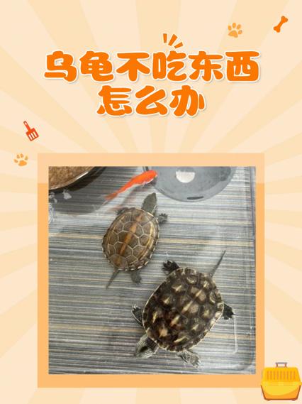 乌龟不吃龟粮怎么办？（乌龟不吃小龟粮怎么办）