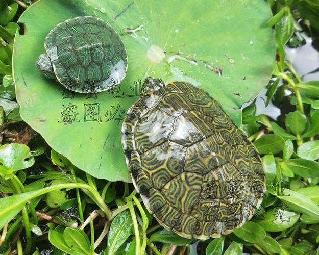 小巧鲜艳，饲养指南（背部是绿色的小乌龟是什么品种）