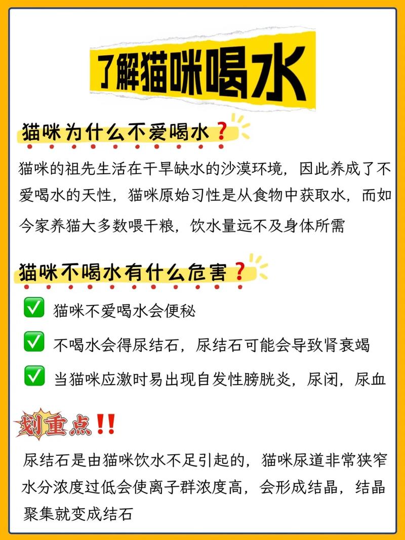 宠物不爱喝水？试试这些妙招！（宠物不爱喝水怎么办）