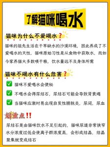 宠物不爱喝水？试试这些妙招！（宠物不爱喝水怎么办）