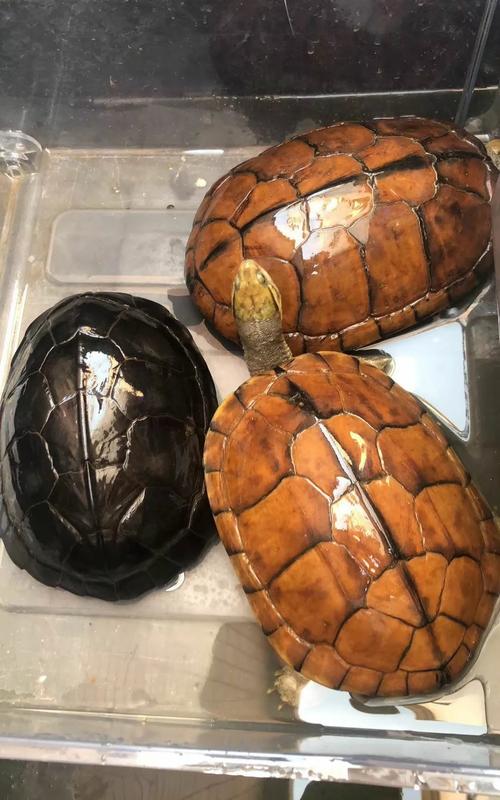 乌龟壳纹路看年龄？没那么简单！（20cm的黄喉拟水龟多少岁）