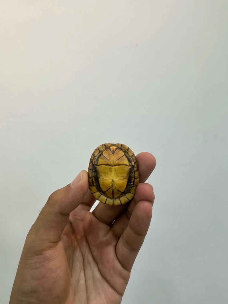 三线闭壳龟与红面蛋龟的挑战与需求（三线闭壳龟和红面蛋龟哪个好养）