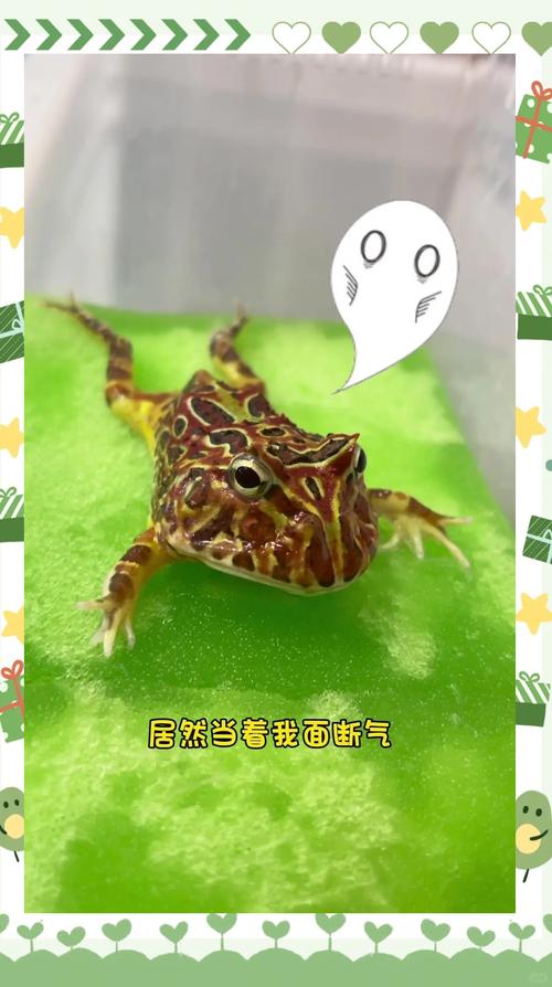 小角蛙不吃食？检查环境食物健康！（小角蛙不吃东西怎么办）