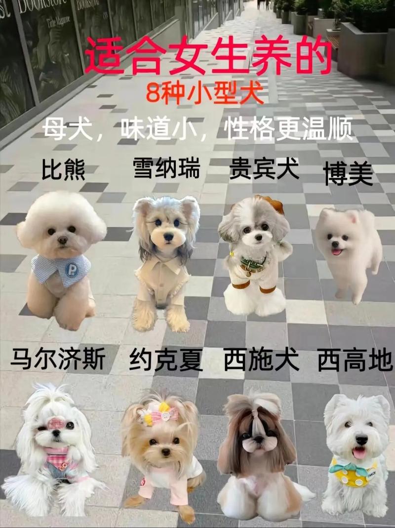 选对品种，收获快乐陪伴（宠物犬排名图片大全）