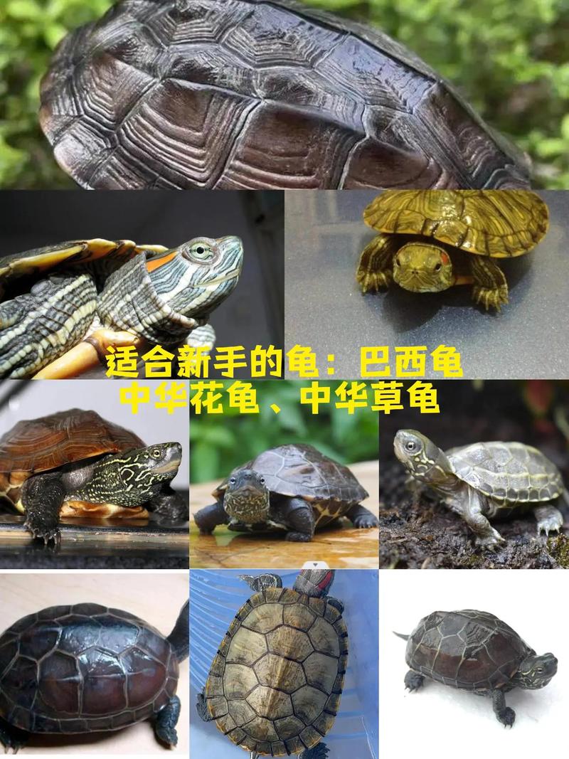红耳龟黄缘龟巴西龟怎么选？（国内的什么乌龟品种适合做宠物）