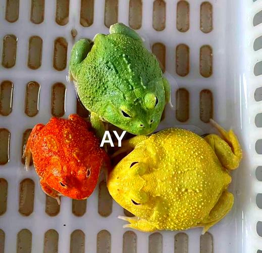 几种热门宠物蛙品种介绍（宠物蛙品种大全）