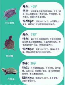 自然规律加关爱（宠物龟饲养说明书）
