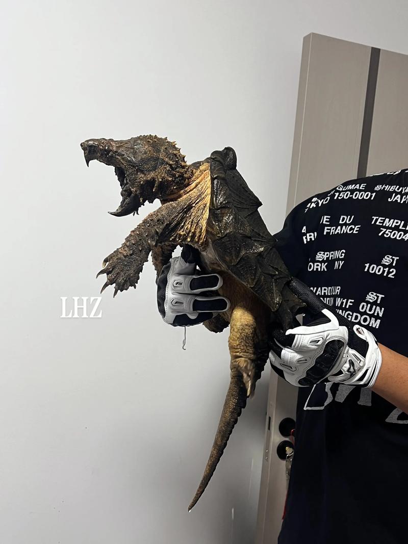 检疫容器手续全（鳄龟可以带上飞机吗）