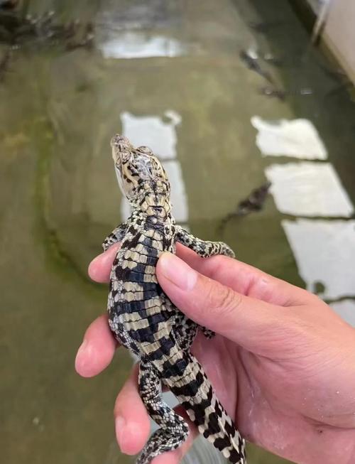 小鳄鱼当宠物？选对品种勤护理！（宠物鳄鱼是什么品种）