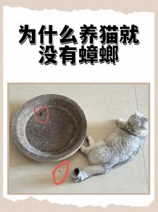 蜘蛛鸡蚂蚁蟋蟀（什么家养宠物吃蟑螂）