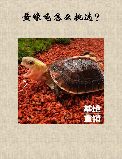 晒躲适宜，水温食物要到位（黄缘龟的养殖方法和注意事项）