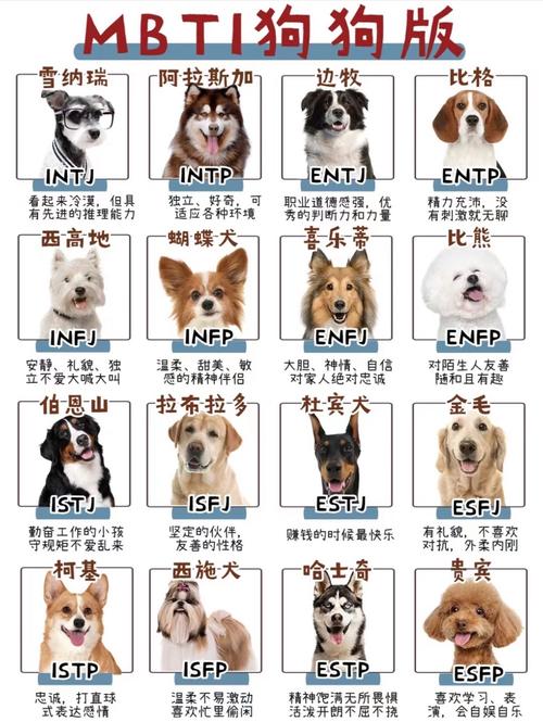 感人杂文故事集（狗人杂文合集宠物犬）