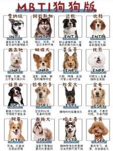 感人杂文故事集（狗人杂文合集宠物犬）